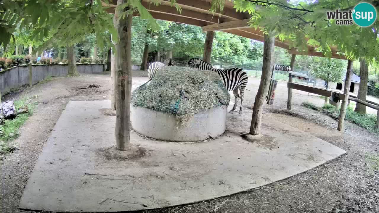 Le Zebre nello ZOO di Ljubljana – Slovenia Live webcam