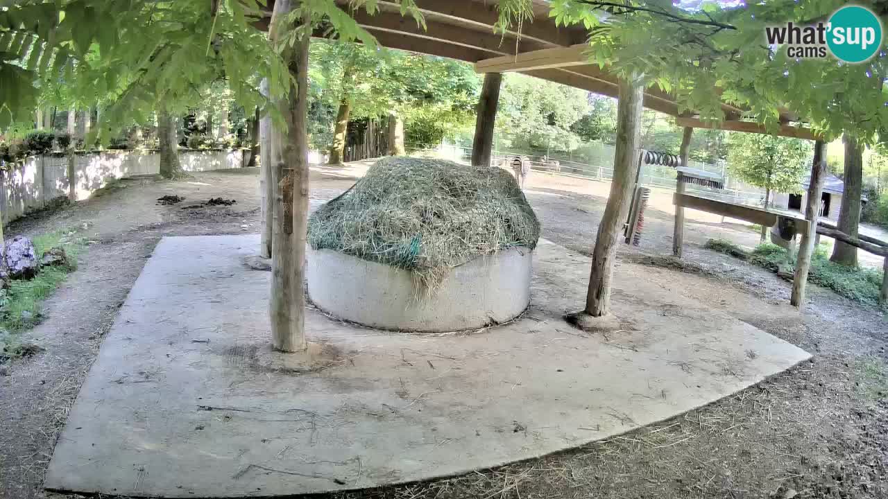 Live webcam Zebras in Ljubljana ZOO – Slovenia