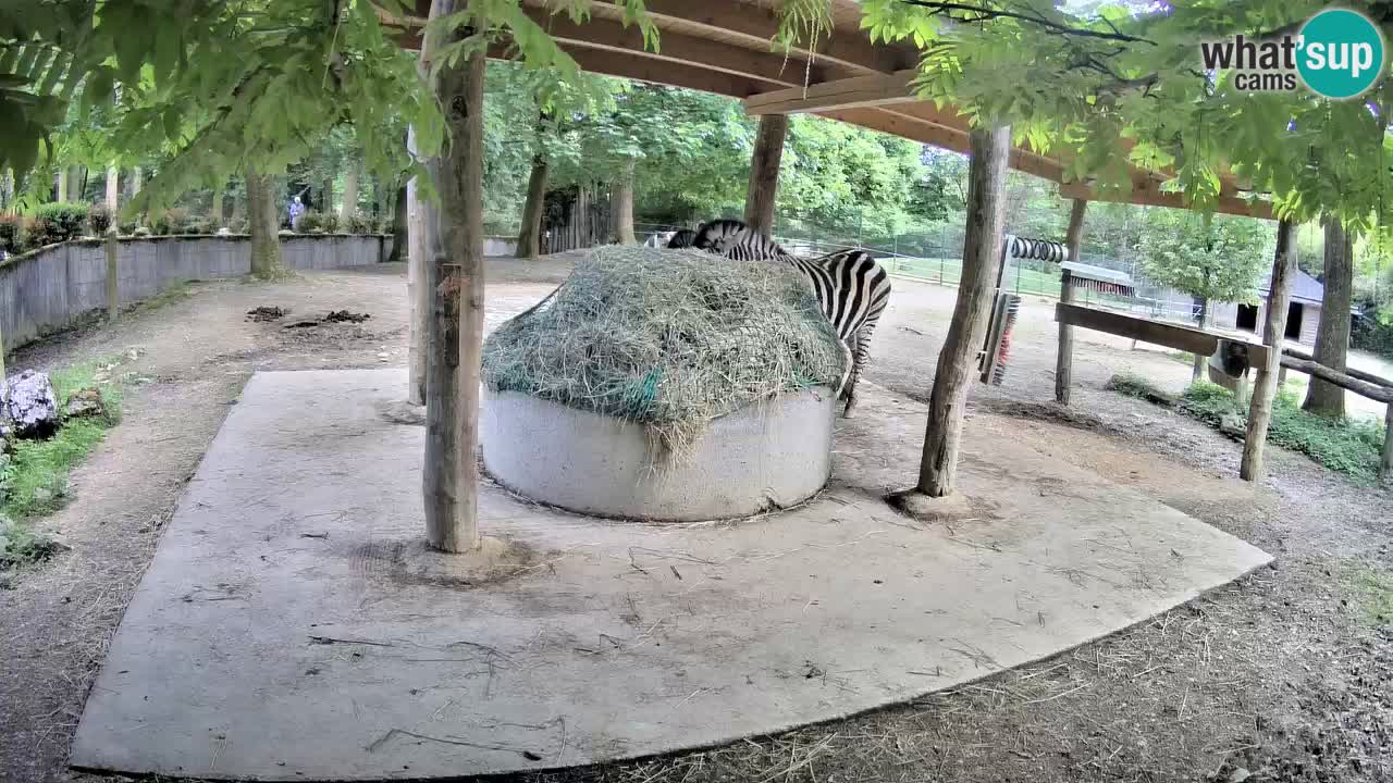 Web kamera uživo Zebras u ZOO Ljubljana – Slovenija