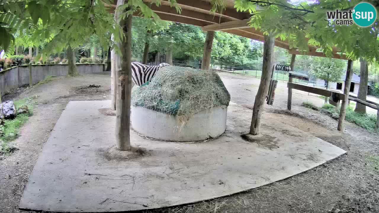 Web kamera uživo Zebras u ZOO Ljubljana – Slovenija