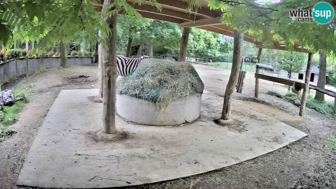 Live webcam Zebras in Ljubljana ZOO – Slovenia