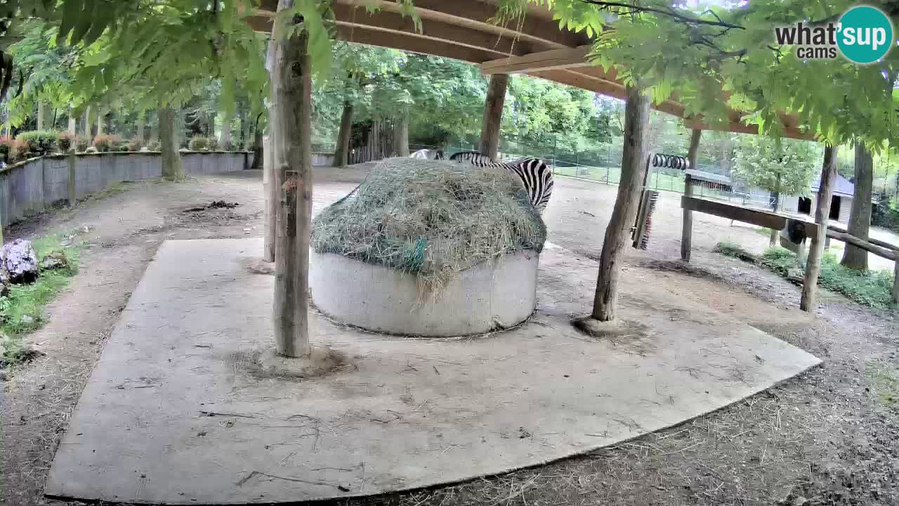 Le Zebre nello ZOO di Ljubljana – Slovenia Live webcam