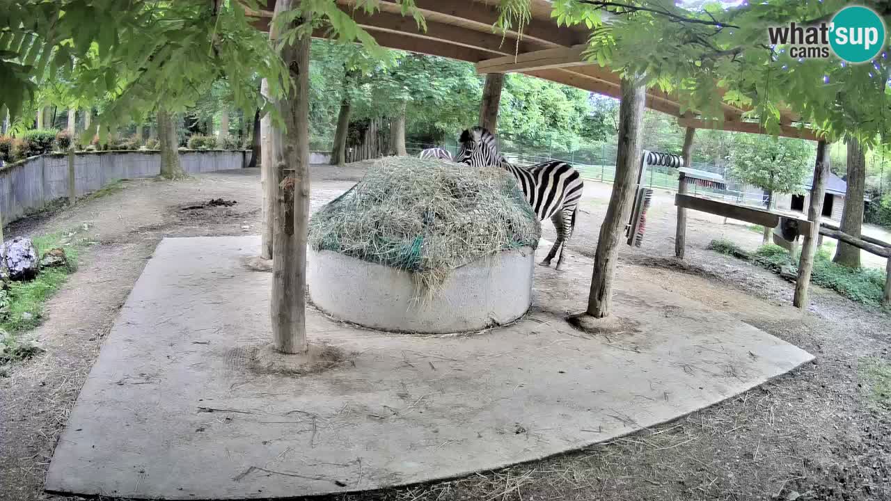 Live Webcam Zebras in Ljubljana ZOO – Slowenien