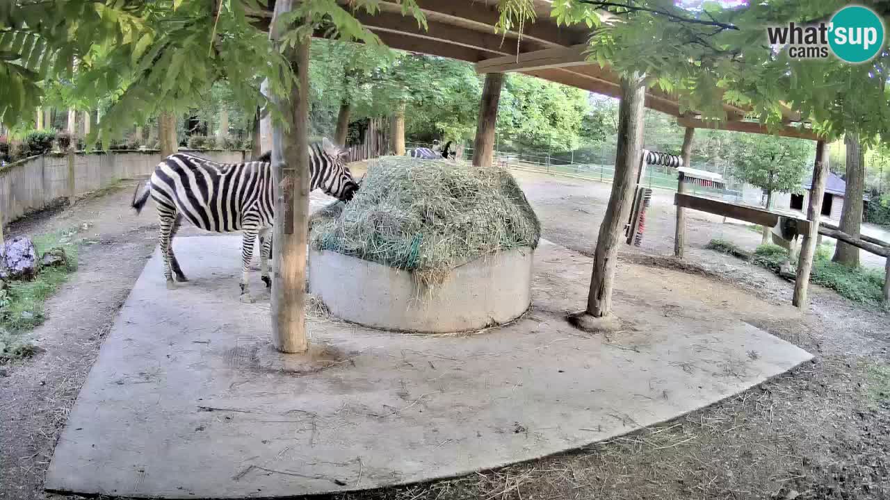 Web kamera uživo Zebras u ZOO Ljubljana – Slovenija