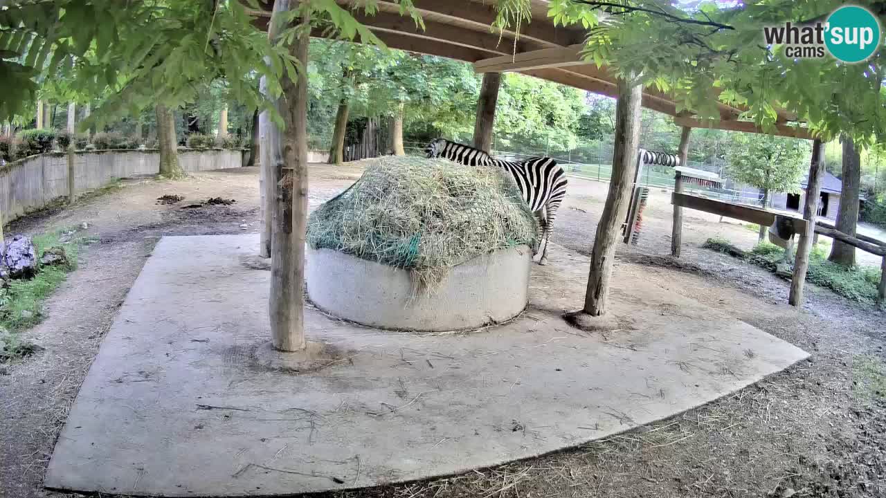 Zebre v živo v živalskem vrtu Ljubljana ZOO spletne kamere