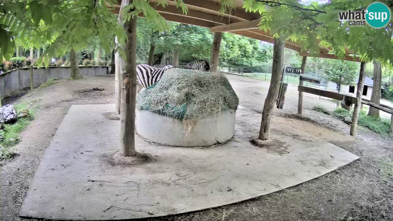 Live Webcam Zebras in Ljubljana ZOO – Slowenien