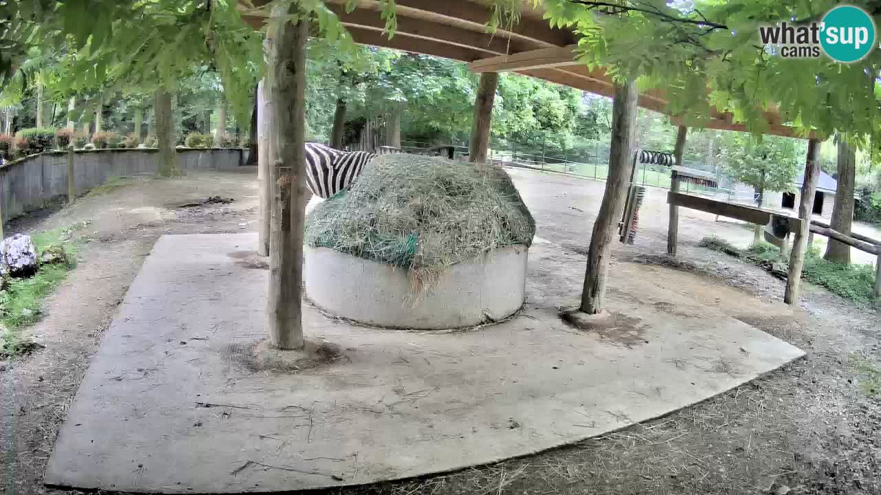 Web kamera uživo Zebras u ZOO Ljubljana – Slovenija