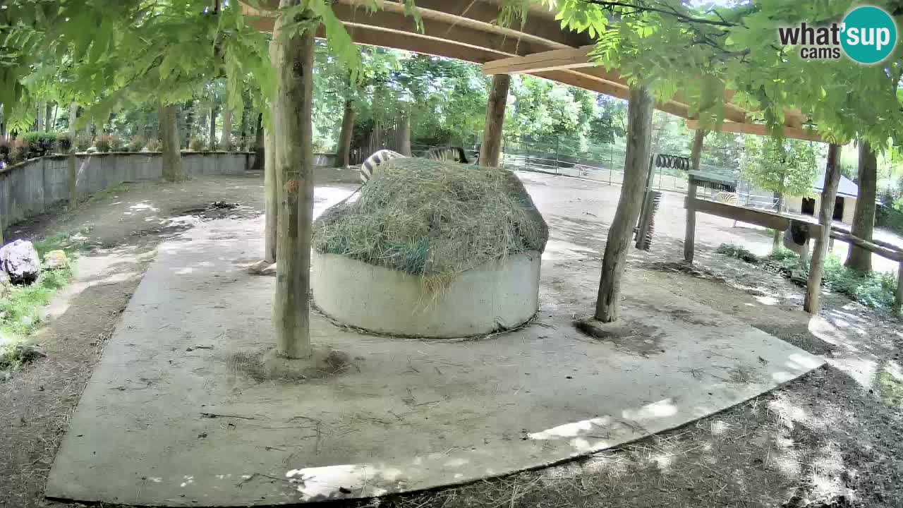Live webcam Zebras in Ljubljana ZOO – Slovenia