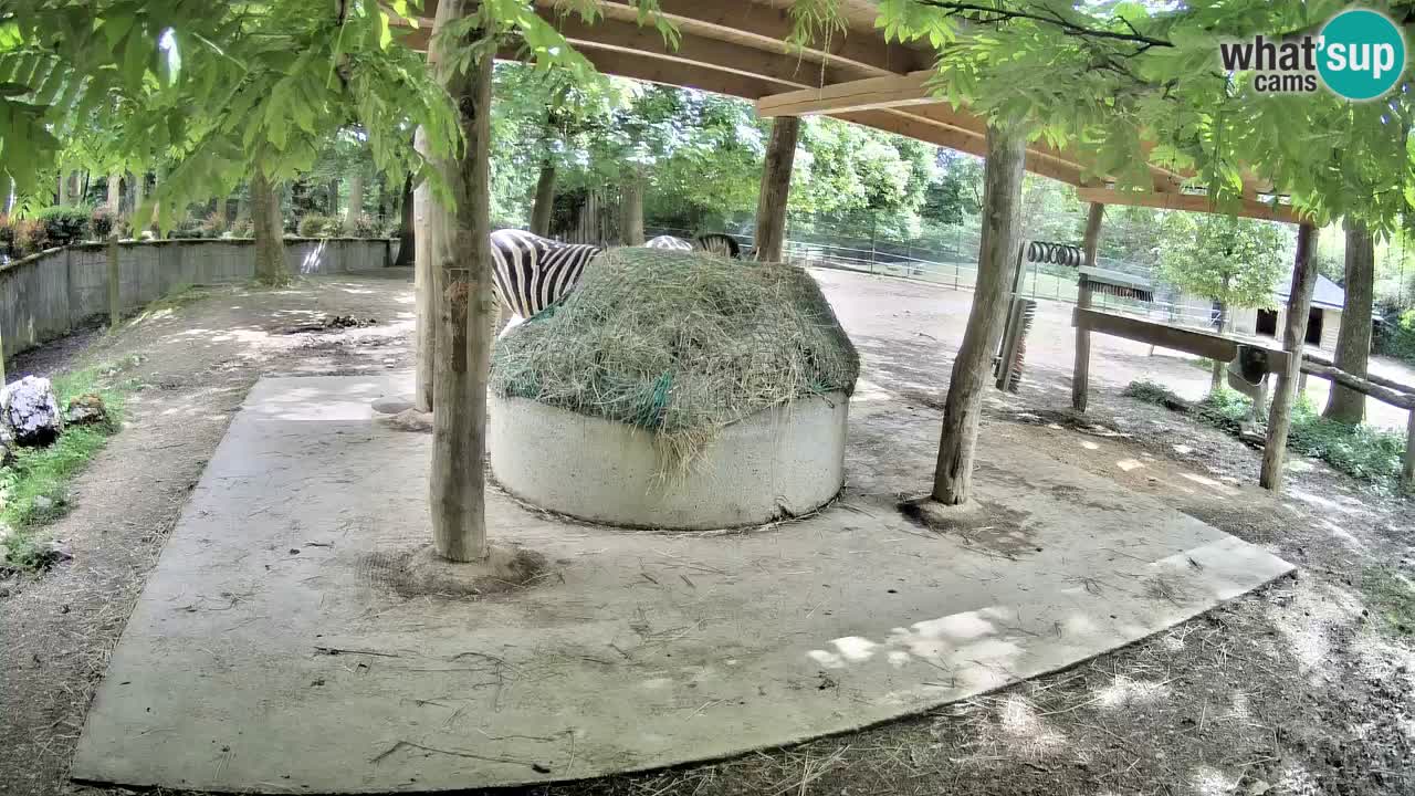 Web kamera uživo Zebras u ZOO Ljubljana – Slovenija