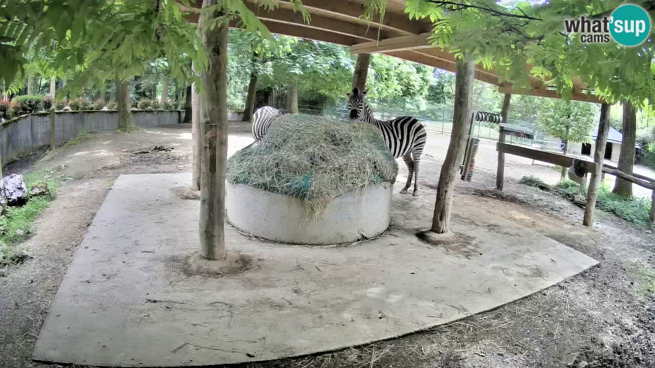 Live webcam Zebras in Ljubljana ZOO – Slovenia