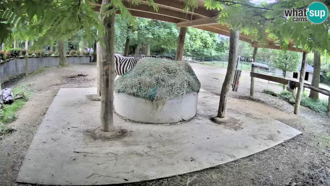 Le Zebre nello ZOO di Ljubljana – Slovenia Live webcam