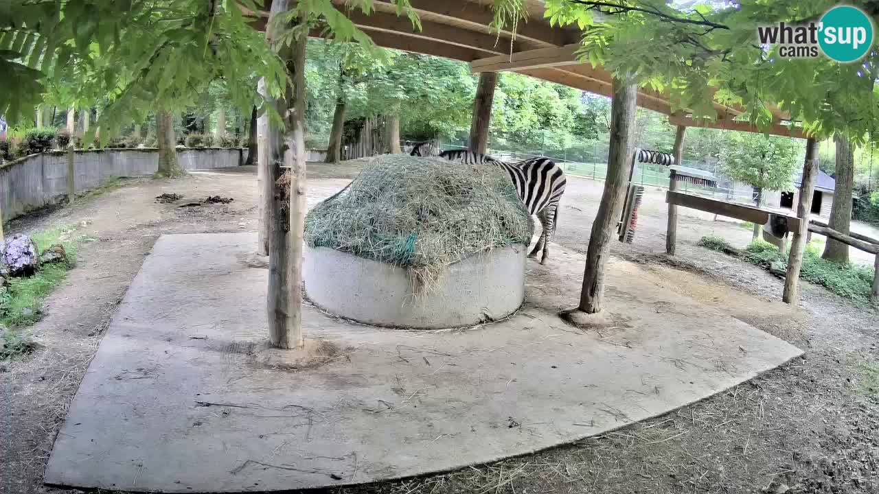 Web kamera uživo Zebras u ZOO Ljubljana – Slovenija