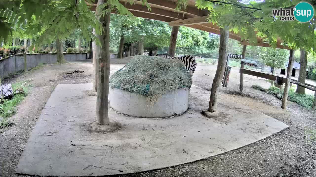 Zebre v živo v živalskem vrtu Ljubljana ZOO spletne kamere