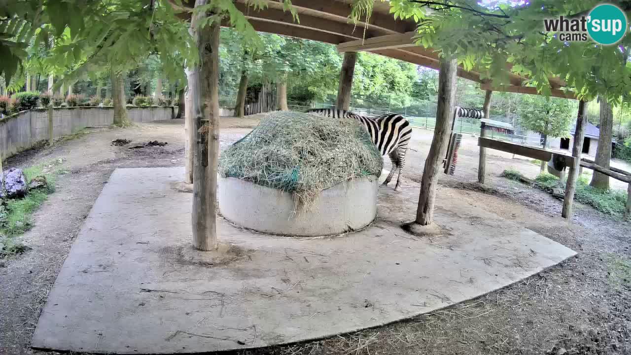 Live webcam Zebras in Ljubljana ZOO – Slovenia