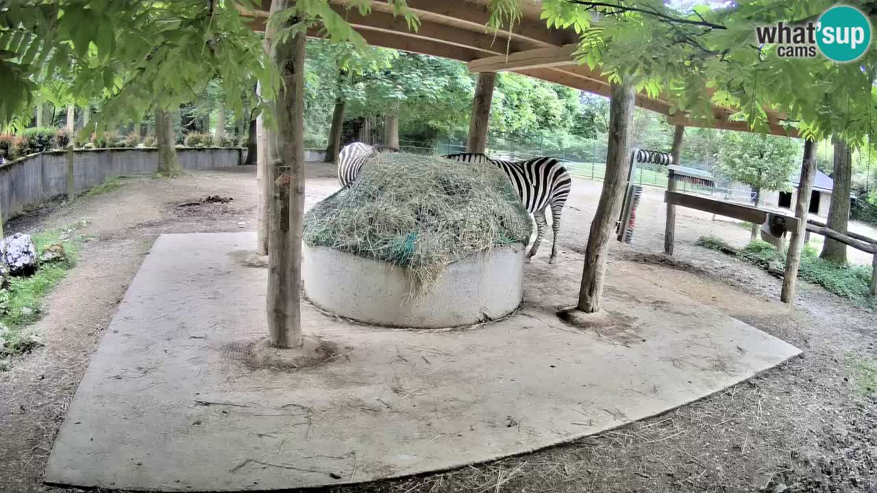 Zebre v živo v živalskem vrtu Ljubljana ZOO spletne kamere