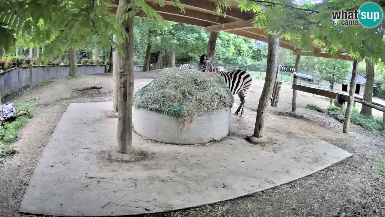 Web kamera uživo Zebras u ZOO Ljubljana – Slovenija