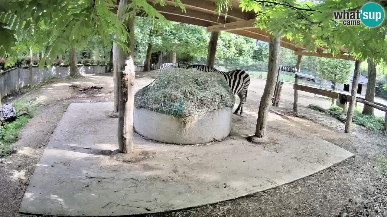 Live Webcam Zebras in Ljubljana ZOO – Slowenien