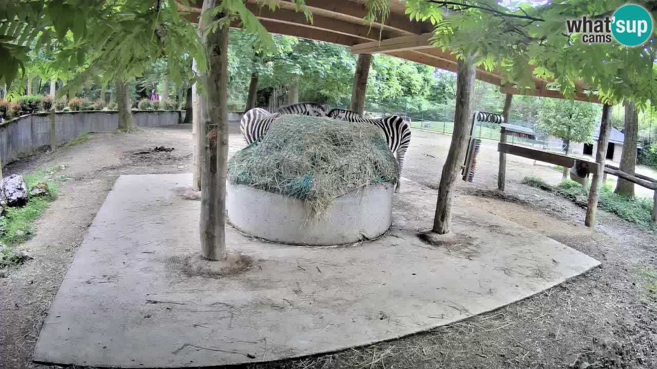 Camera en vivo Cebras in Ljubljana ZOO – Eslovenia