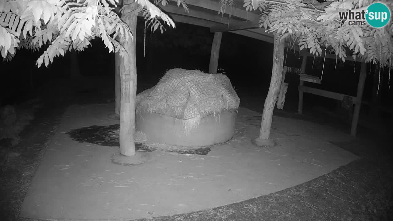 Live webcam Les zèbres in Ljubljana ZOO – Slovénie