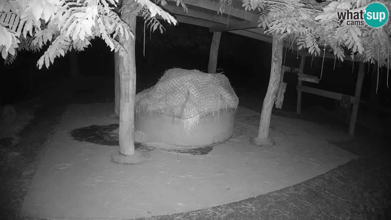 Le Zebre nello ZOO di Ljubljana – Slovenia Live webcam
