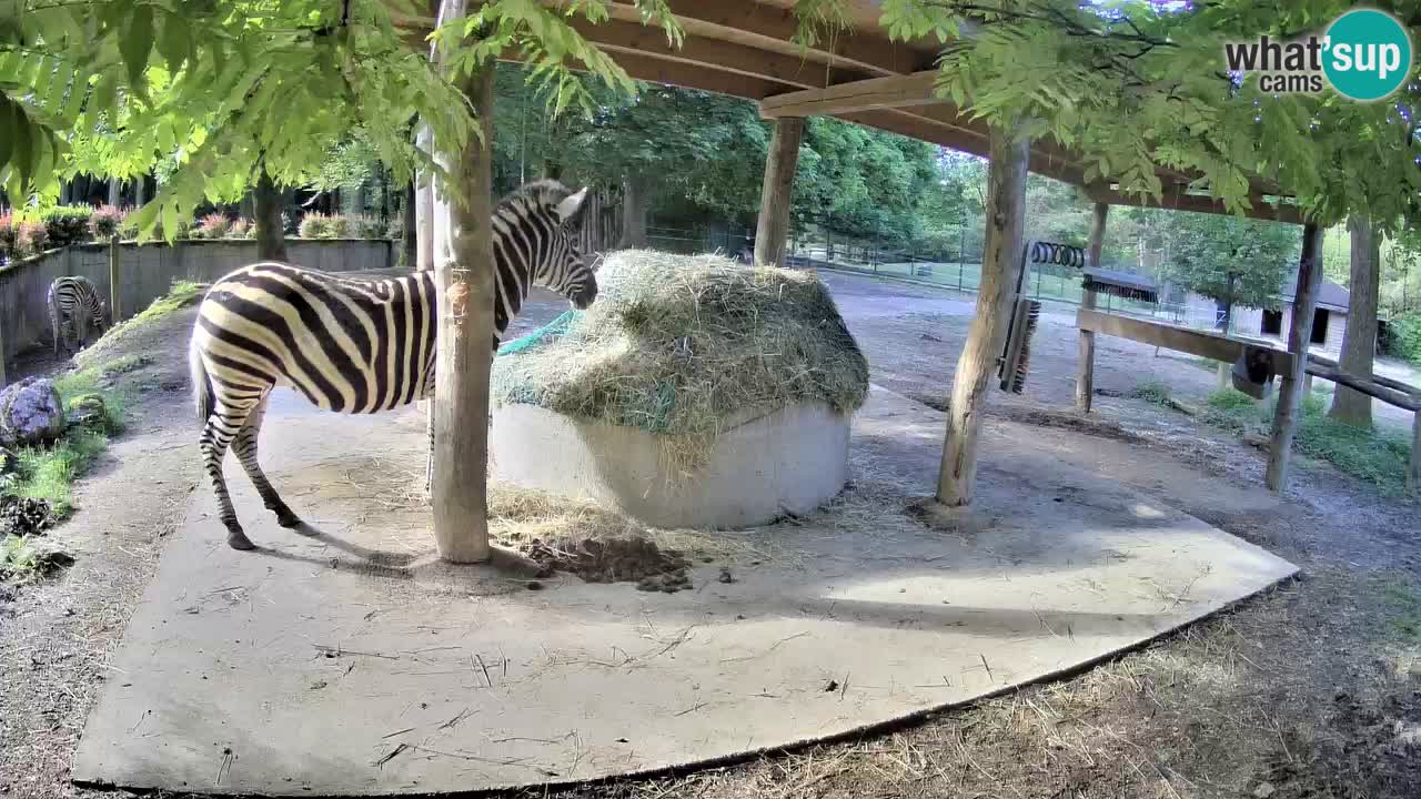 Le Zebre nello ZOO di Ljubljana – Slovenia Live webcam