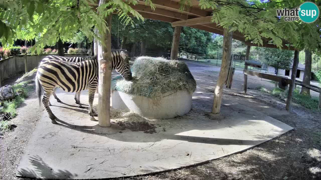 Web kamera uživo Zebras u ZOO Ljubljana – Slovenija