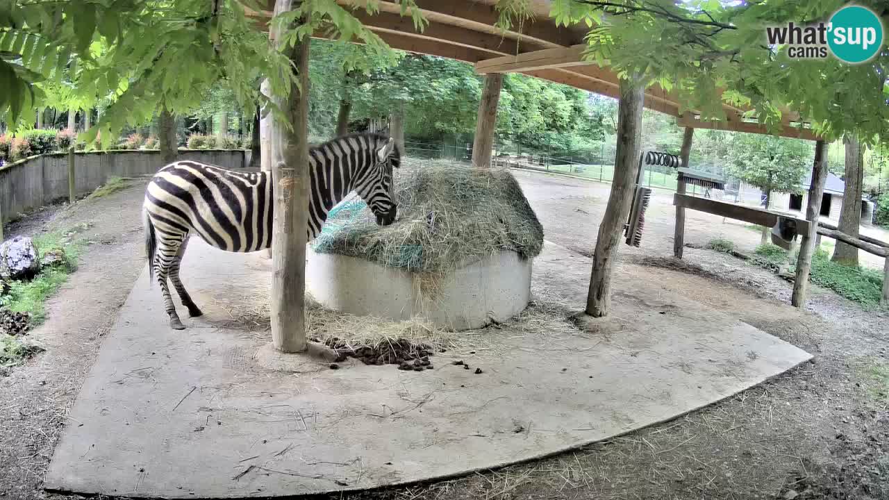 Live webcam Zebras in Ljubljana ZOO – Slovenia