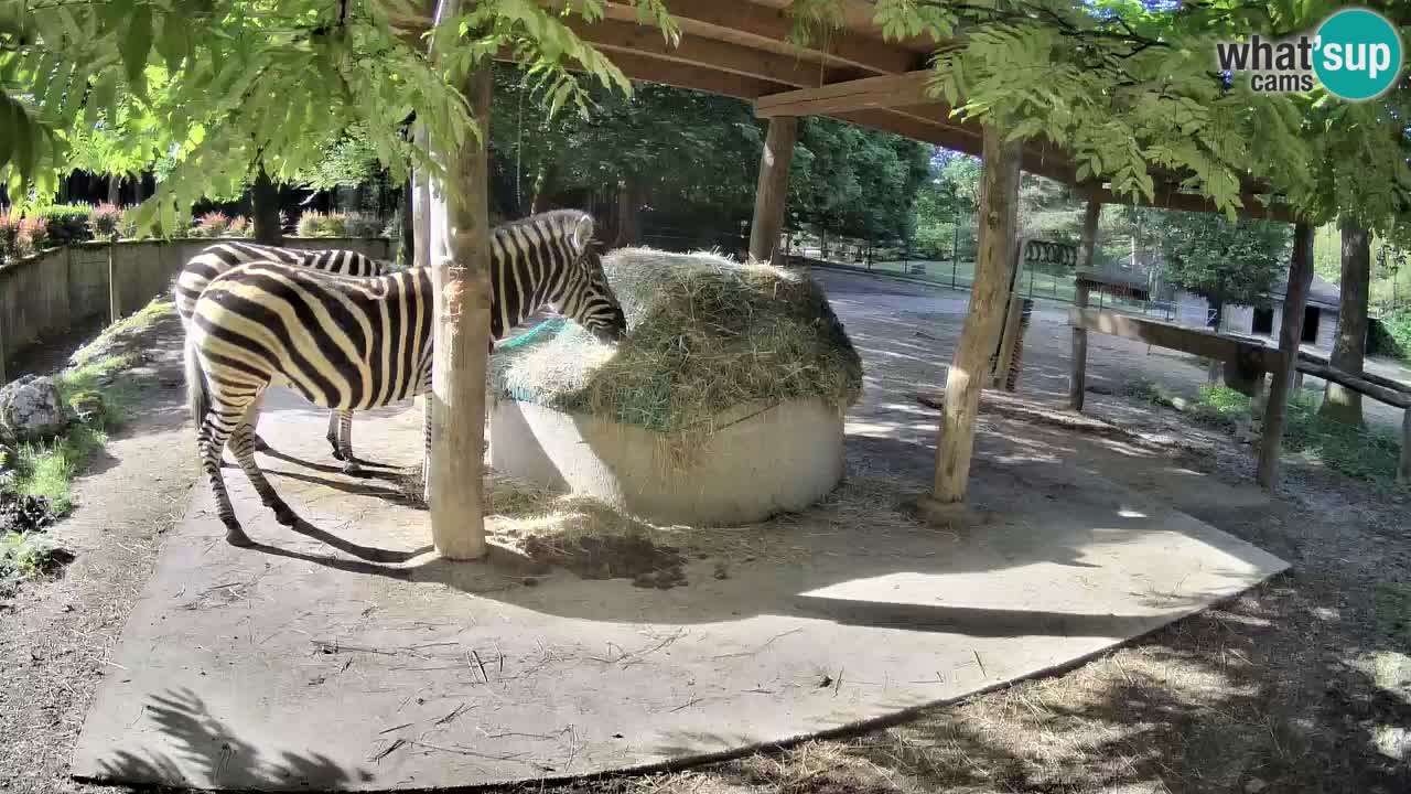 Live webcam Les zèbres in Ljubljana ZOO – Slovénie