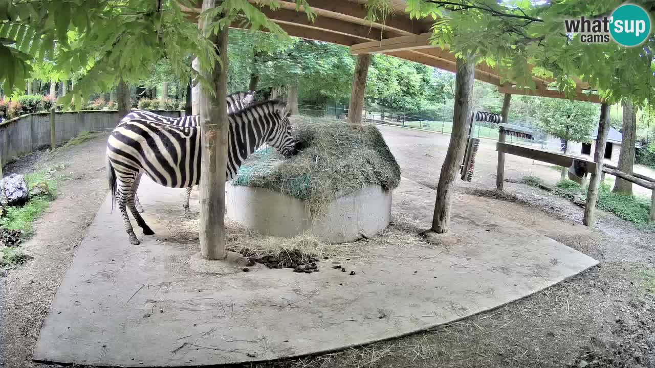 Live webcam Les zèbres in Ljubljana ZOO – Slovénie
