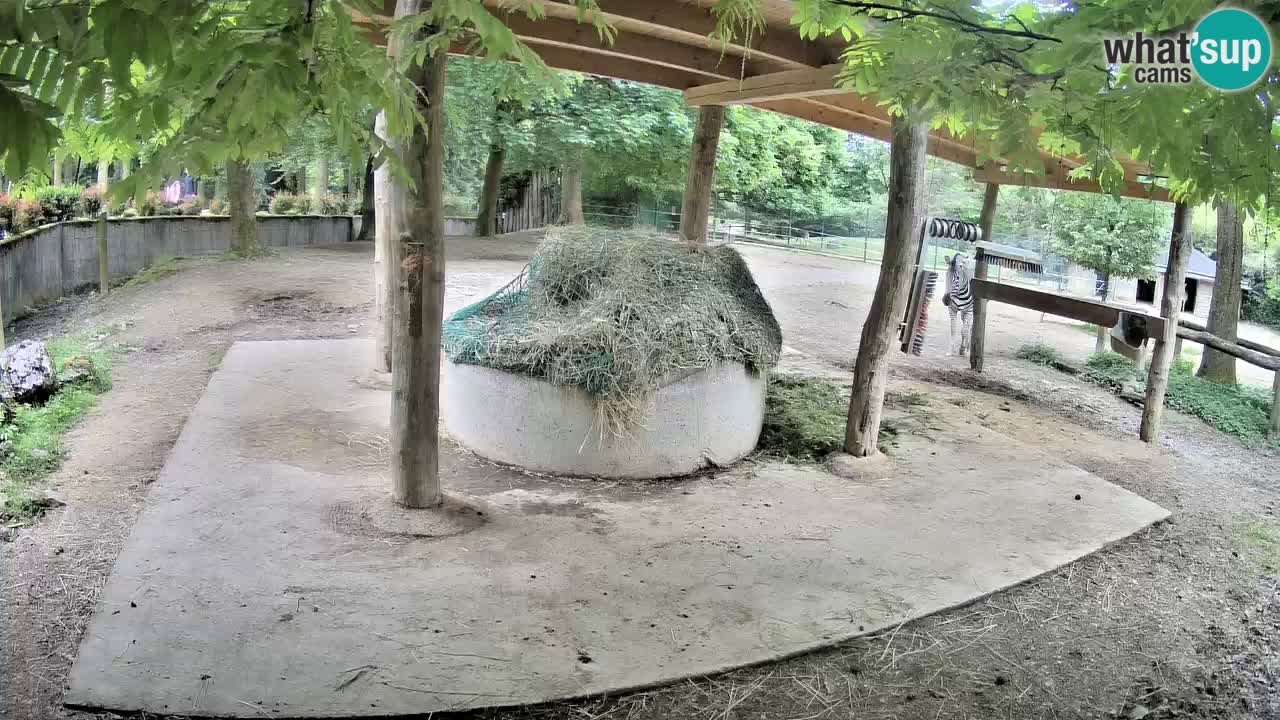 Live Webcam Zebras in Ljubljana ZOO – Slowenien