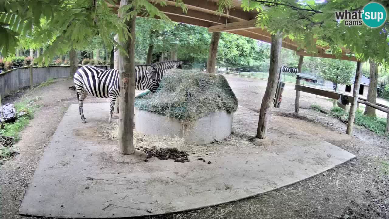Camera en vivo Cebras in Ljubljana ZOO – Eslovenia