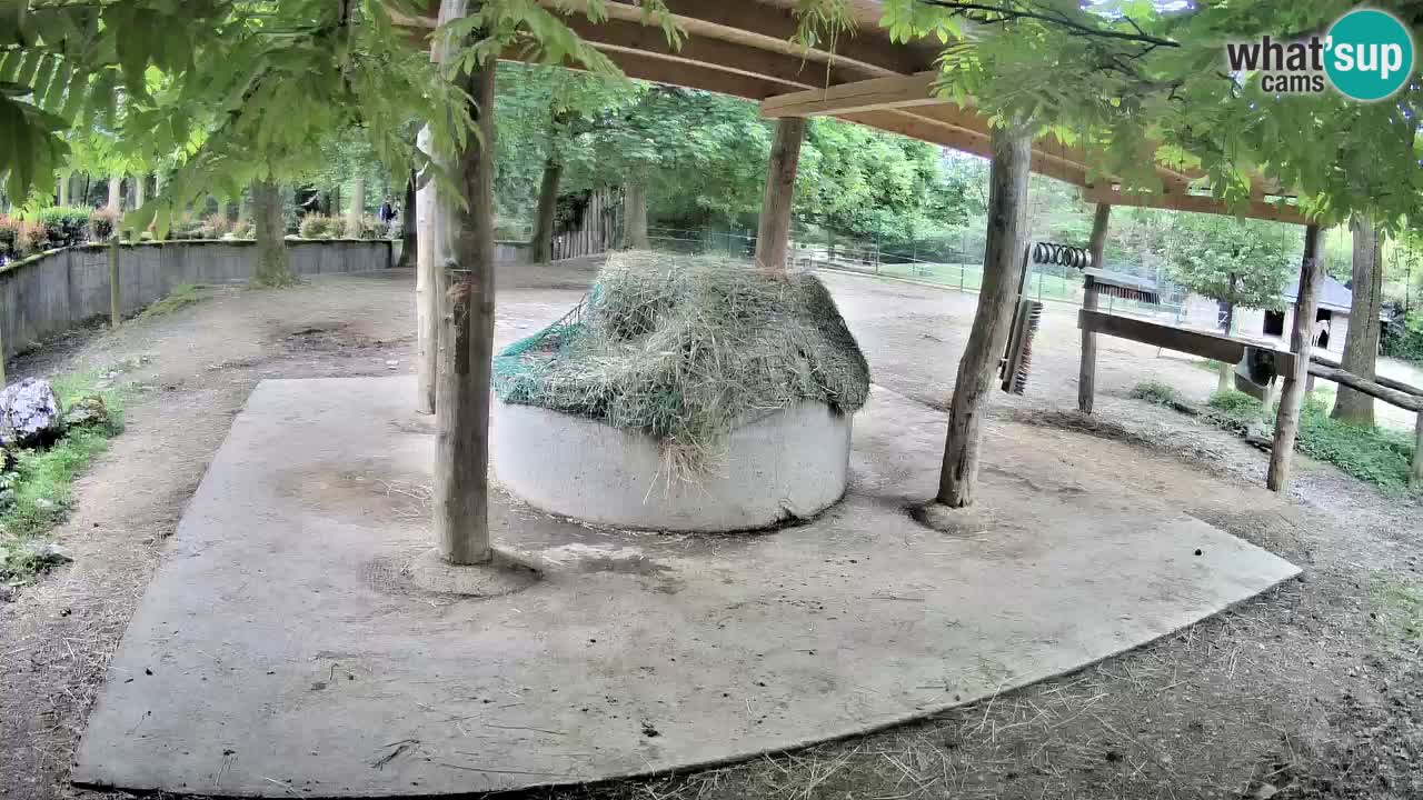 Live webcam Zebras in Ljubljana ZOO – Slovenia