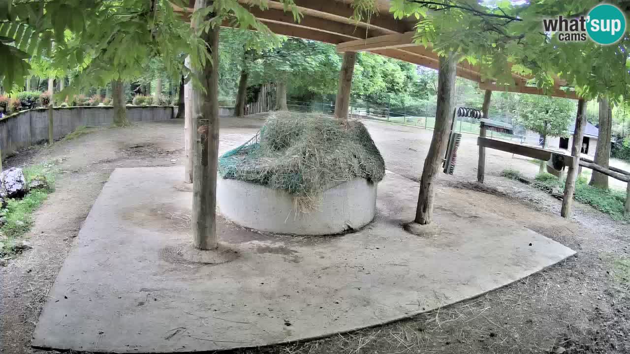 Zebre v živo v živalskem vrtu Ljubljana ZOO spletne kamere