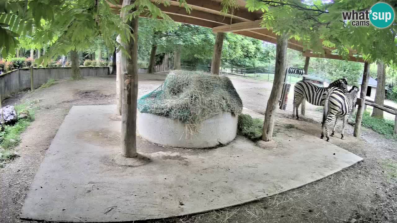 Web kamera uživo Zebras u ZOO Ljubljana – Slovenija