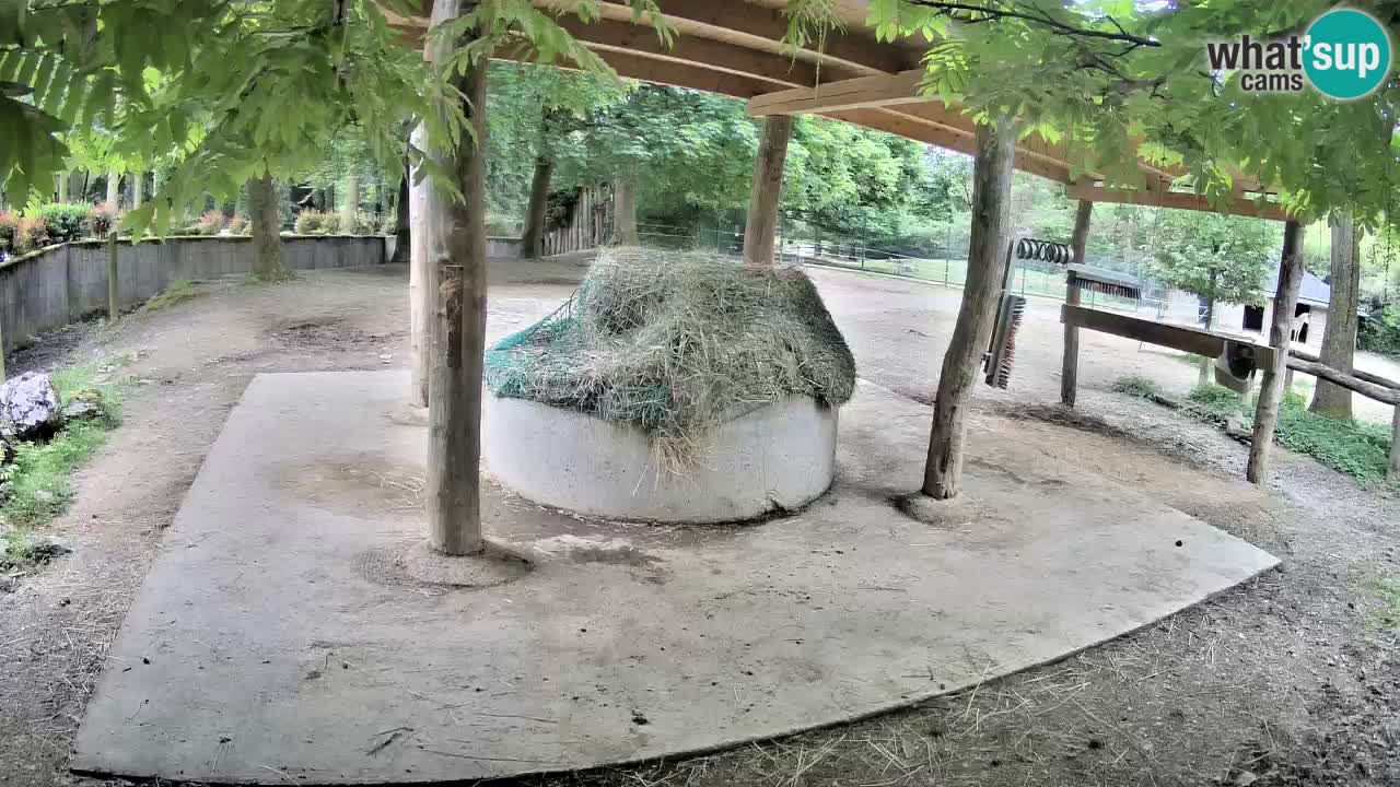 Le Zebre nello ZOO di Ljubljana – Slovenia Live webcam