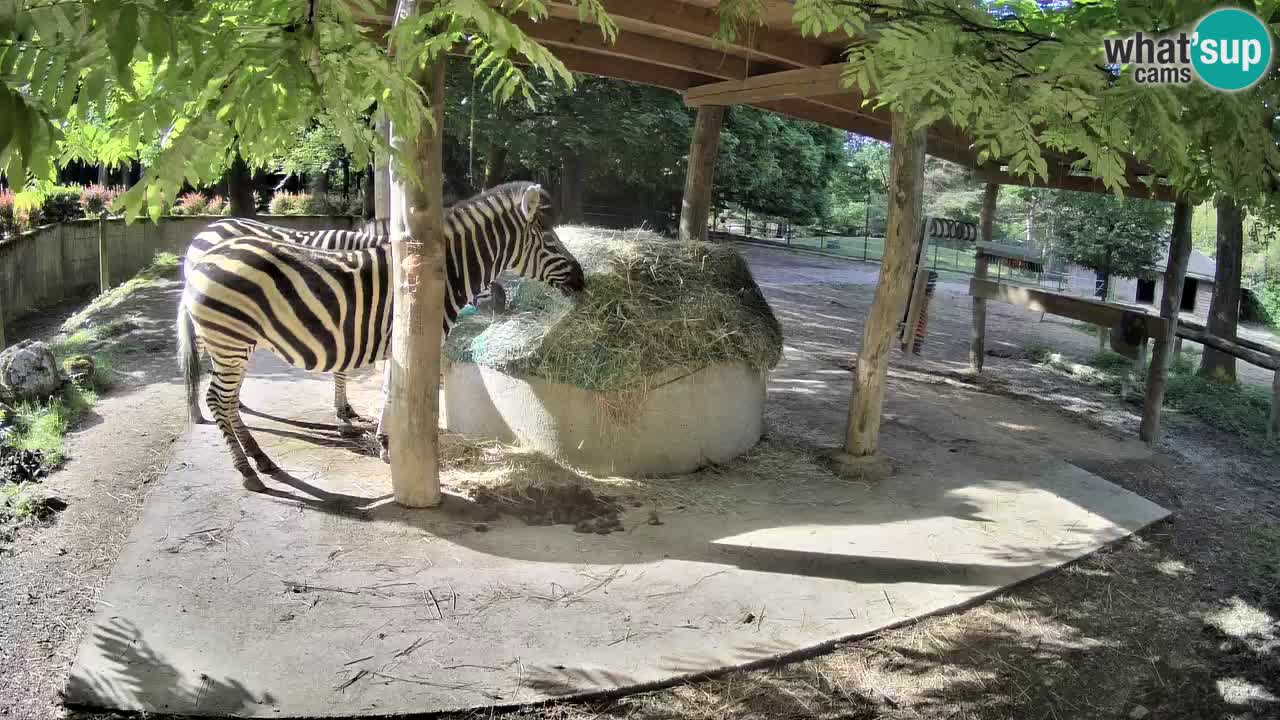 Live Webcam Zebras in Ljubljana ZOO – Slowenien