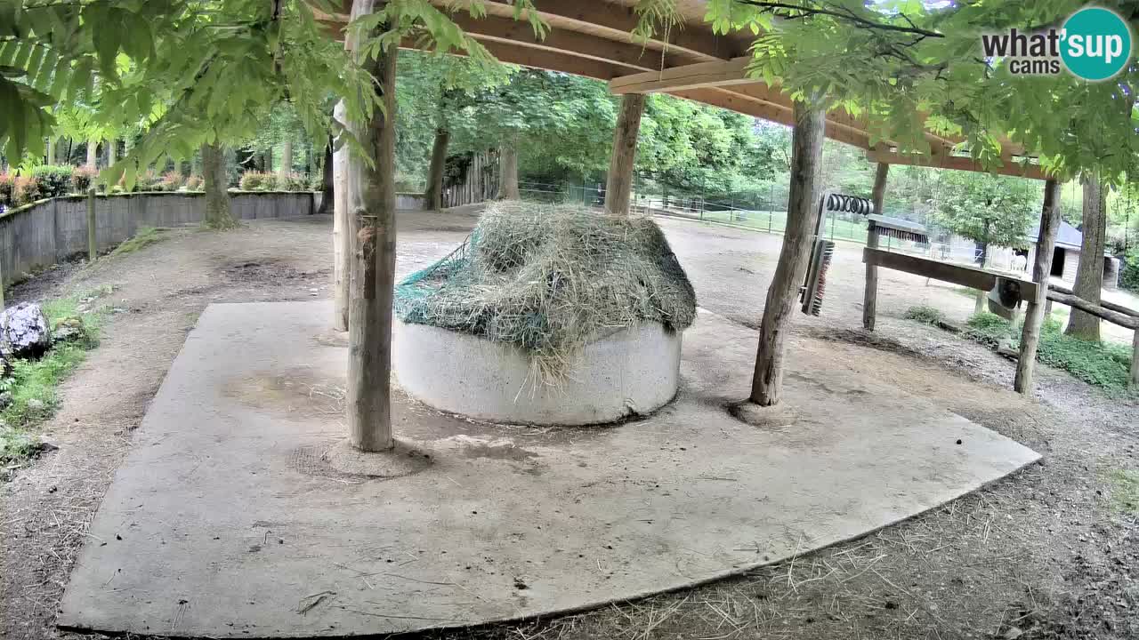 Live Webcam Zebras in Ljubljana ZOO – Slowenien