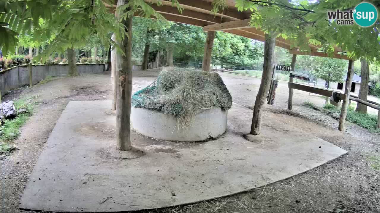 Camera en vivo Cebras in Ljubljana ZOO – Eslovenia