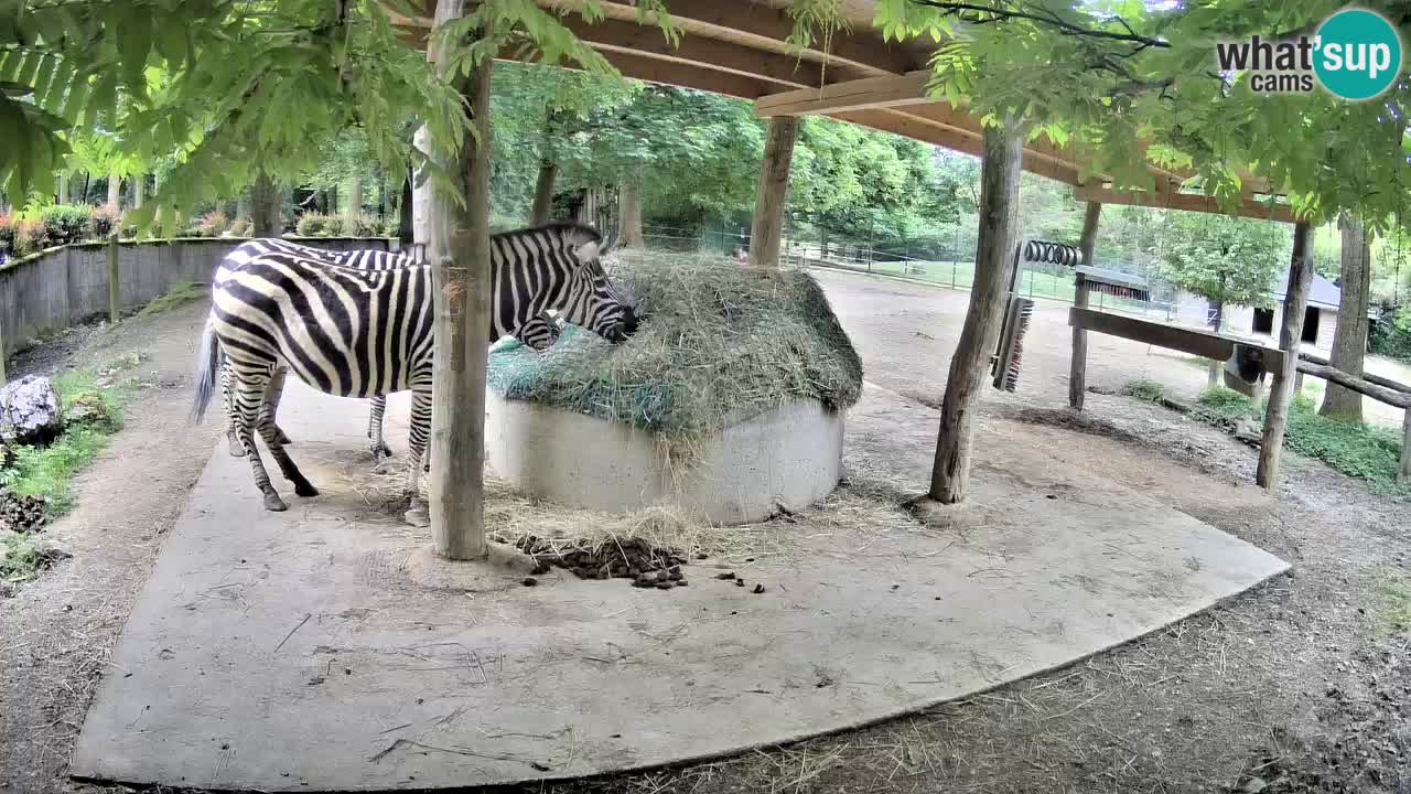 Live webcam Zebras in Ljubljana ZOO – Slovenia