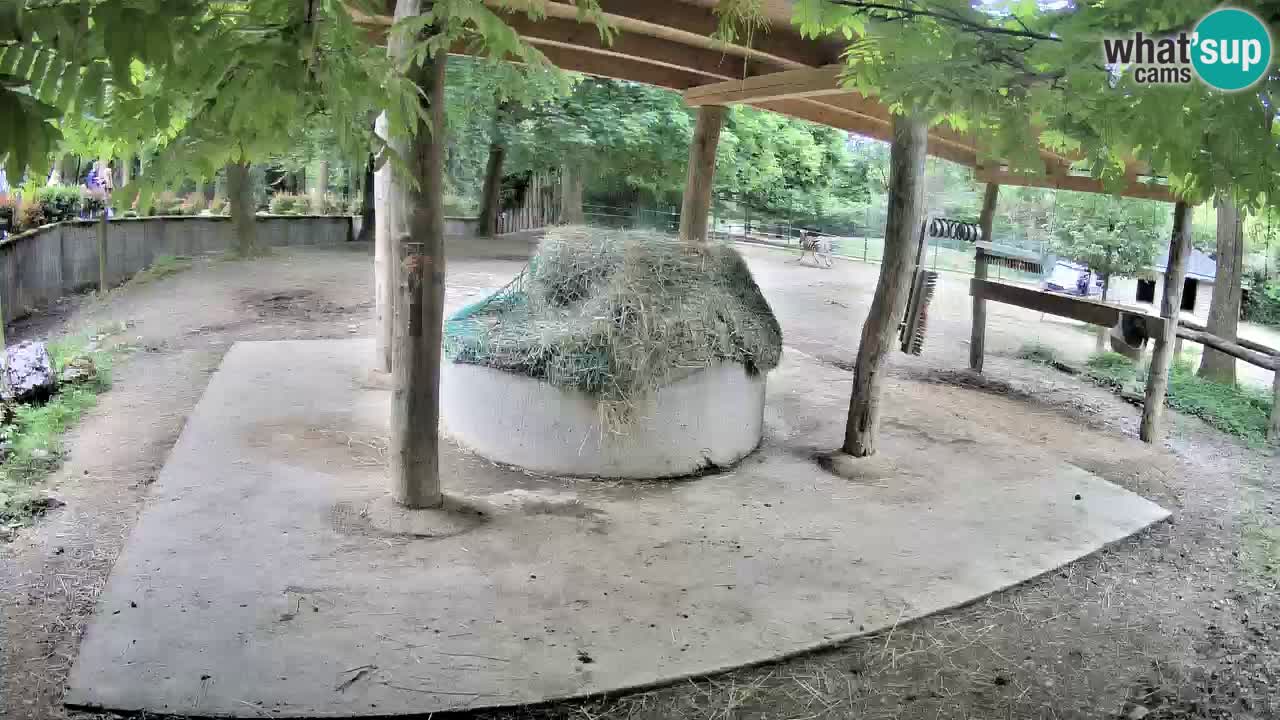 Web kamera uživo Zebras u ZOO Ljubljana – Slovenija