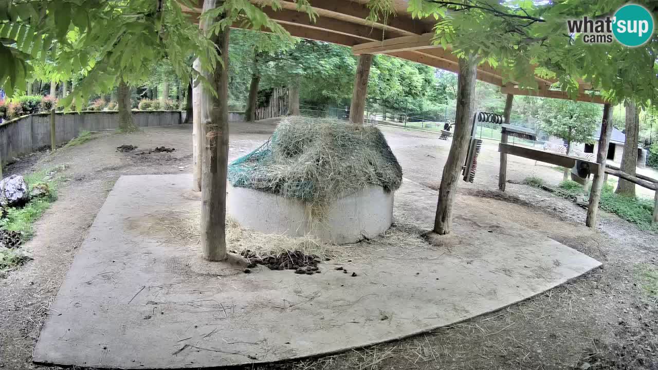 Camera en vivo Cebras in Ljubljana ZOO – Eslovenia