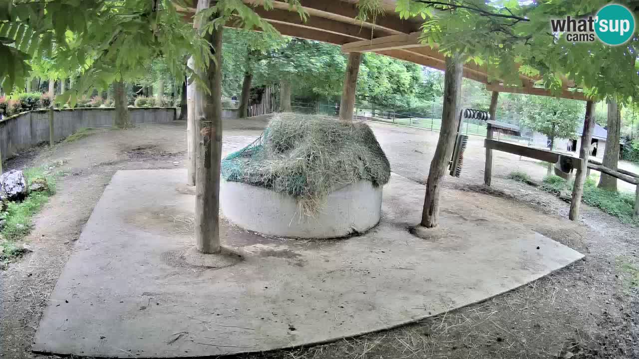 Le Zebre nello ZOO di Ljubljana – Slovenia Live webcam