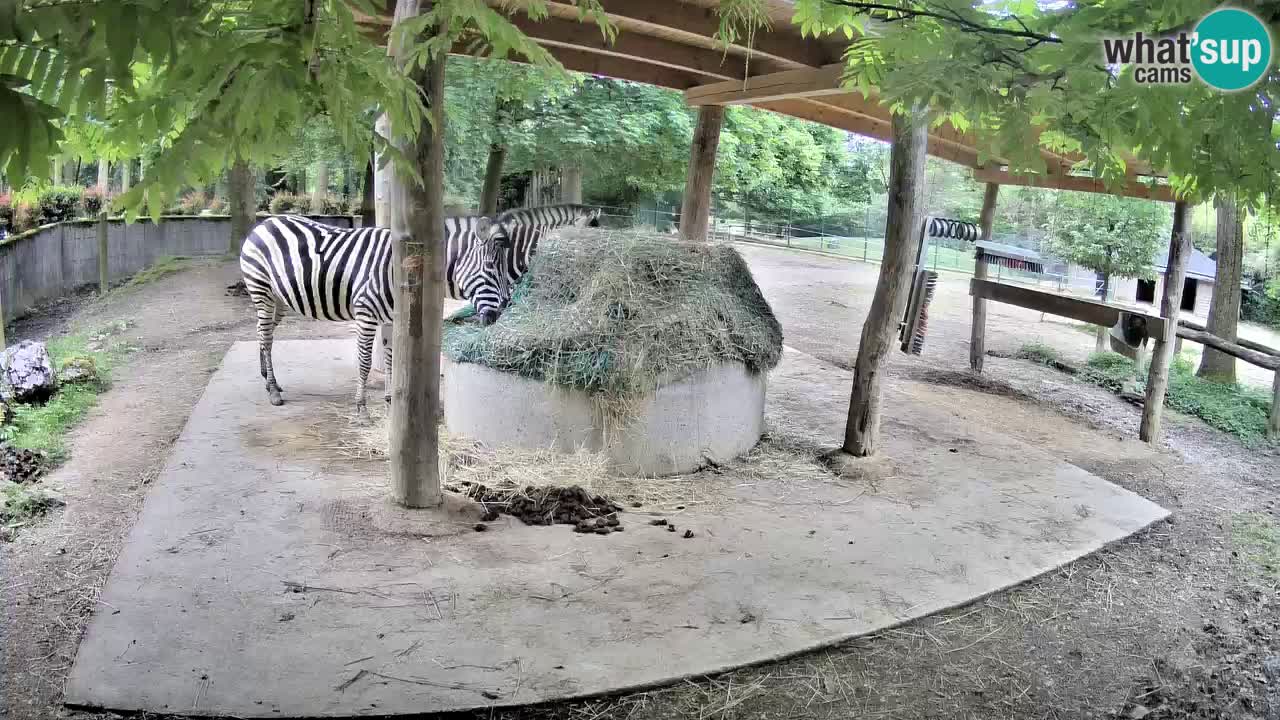 Le Zebre nello ZOO di Ljubljana – Slovenia Live webcam