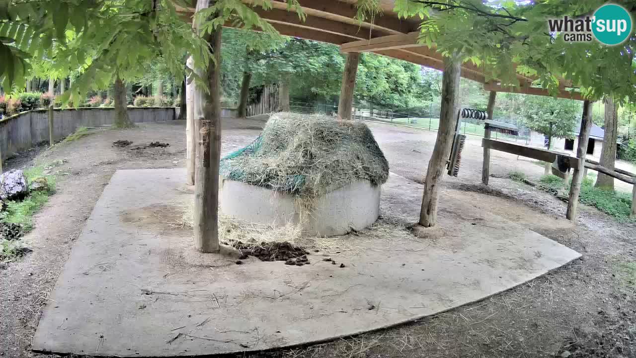 Web kamera uživo Zebras u ZOO Ljubljana – Slovenija