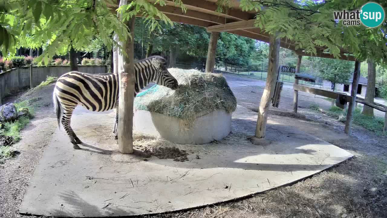 Le Zebre nello ZOO di Ljubljana – Slovenia Live webcam