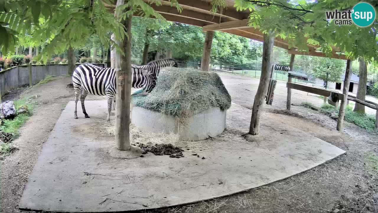 Web kamera uživo Zebras u ZOO Ljubljana – Slovenija
