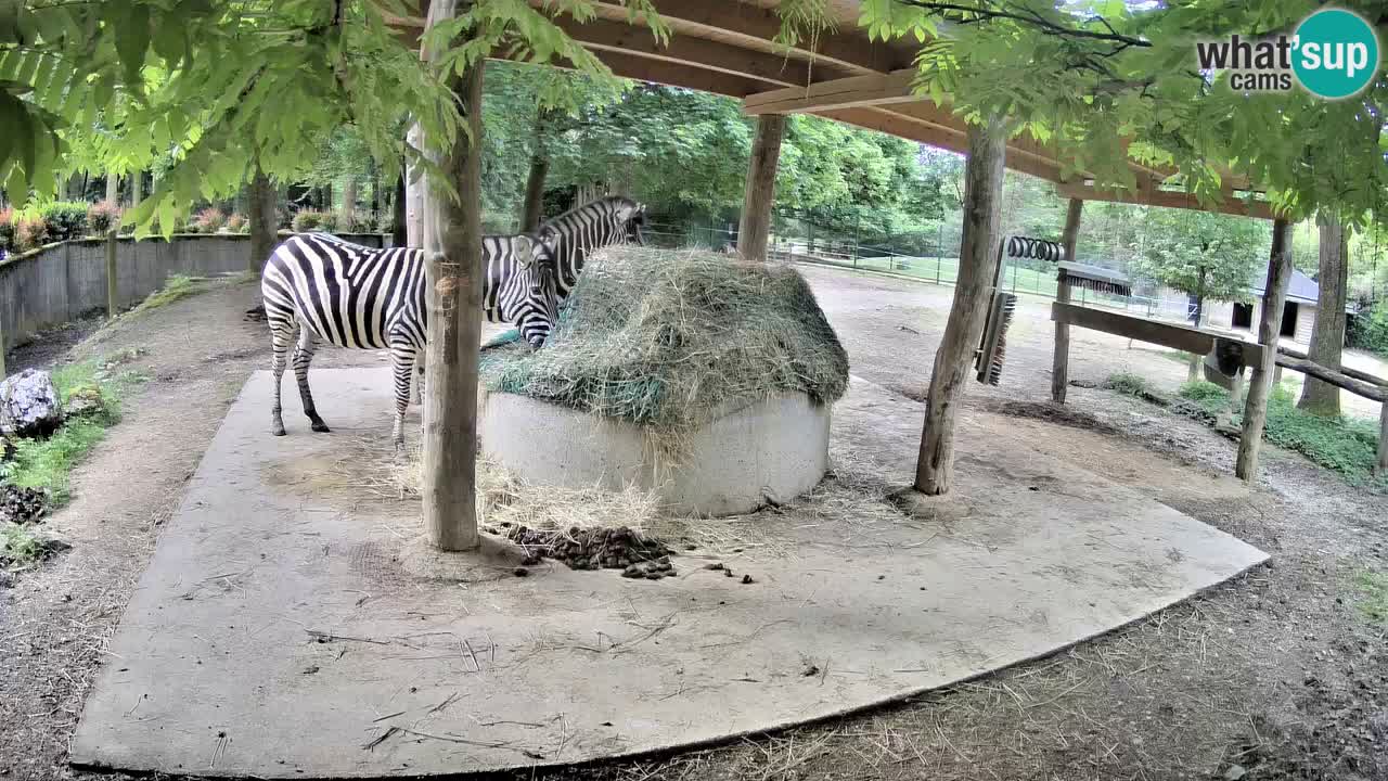 Live Webcam Zebras in Ljubljana ZOO – Slowenien
