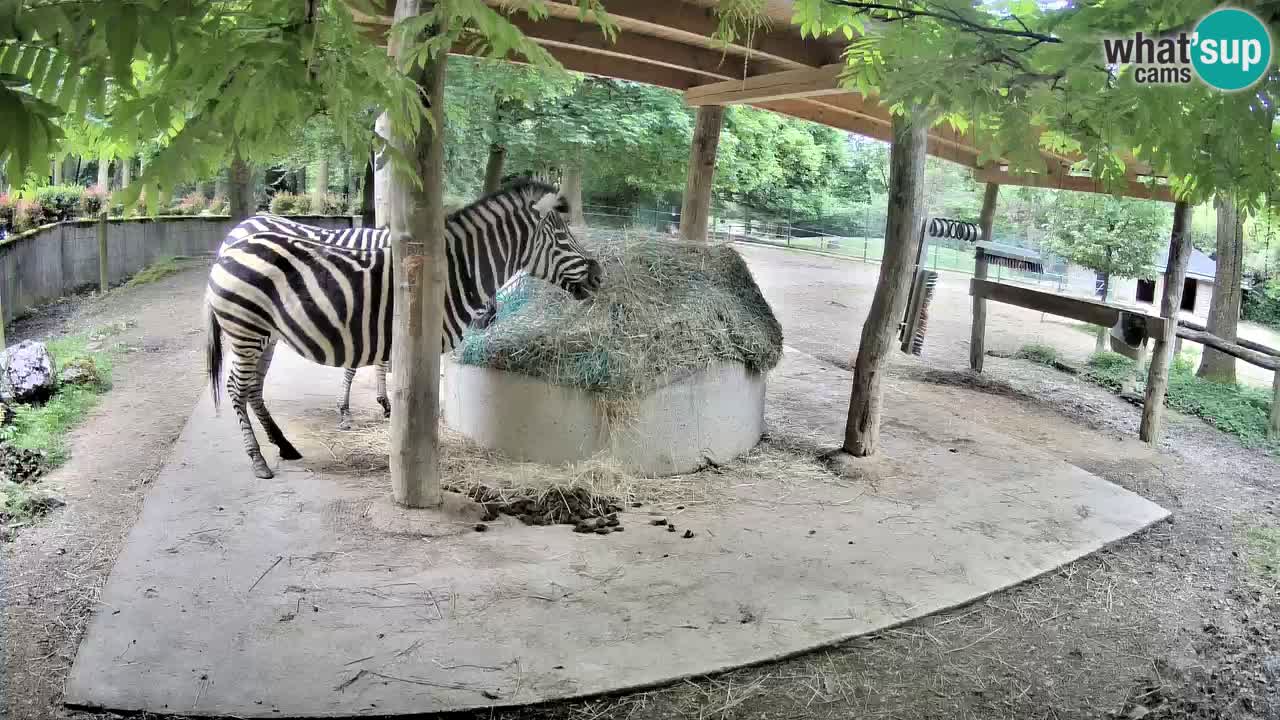 Camera en vivo Cebras in Ljubljana ZOO – Eslovenia