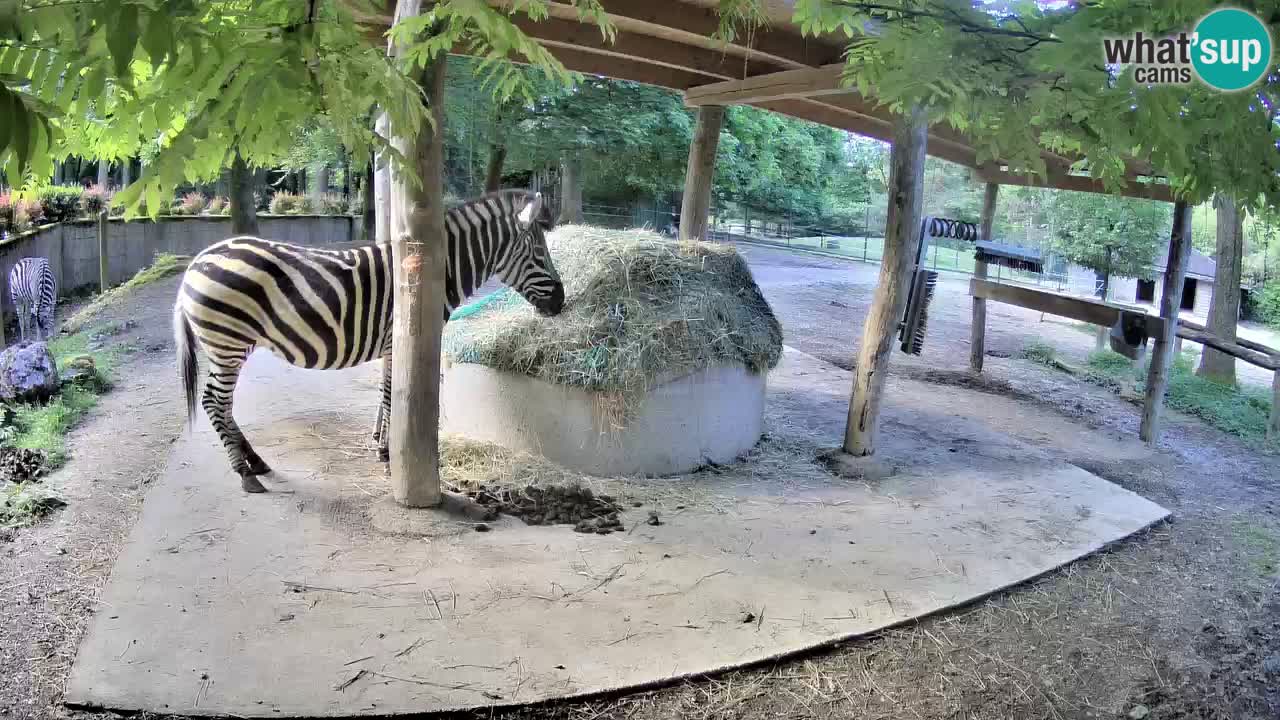 Le Zebre nello ZOO di Ljubljana – Slovenia Live webcam