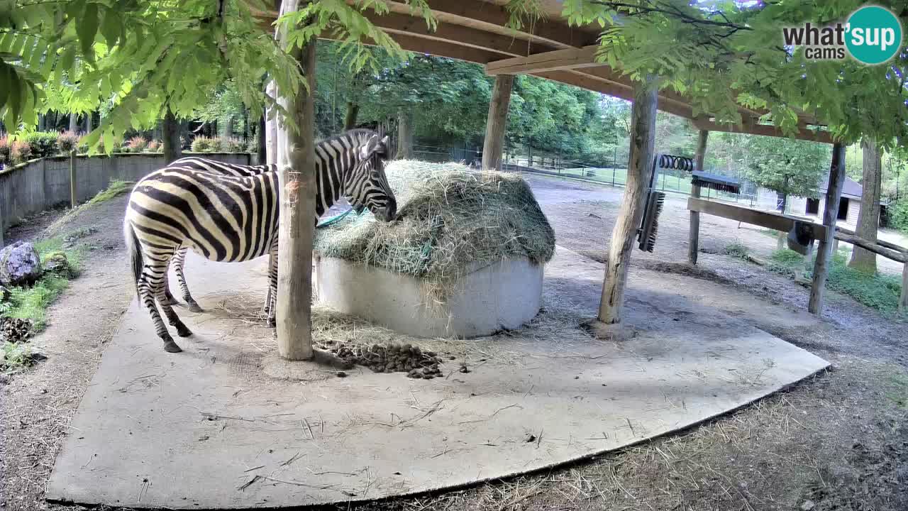 Le Zebre nello ZOO di Ljubljana – Slovenia Live webcam
